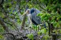 Blue Herons of the Sylvan Grove